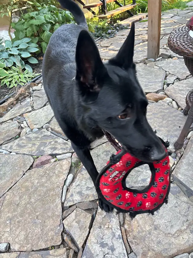 dog sitter
