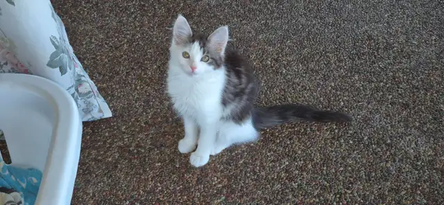 Free Kittens