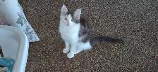 Free Kittens