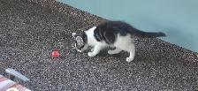Free Kittens - Photo 2