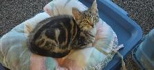 Free Kittens - Photo 3