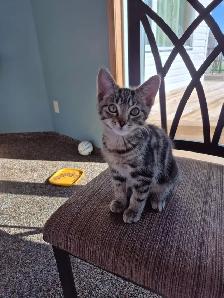 Free Kittens - Photo 4