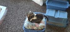 Free Kittens - Photo 5
