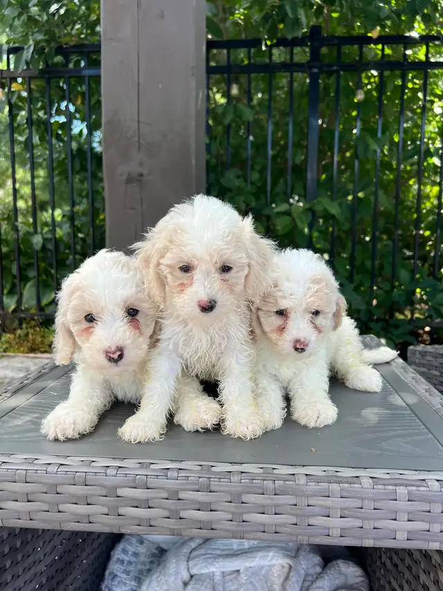 Minature Maltipoo Puppies
