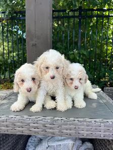 Minature Maltipoo Puppies