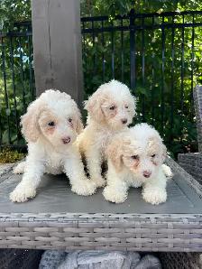 Minature Maltipoo Puppies - Photo 2