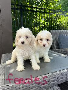 Minature Maltipoo Puppies - Photo 3