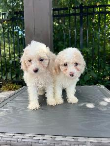 Minature Maltipoo Puppies - Photo 4