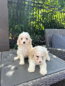 Minature Maltipoo Puppies - Photo 5
