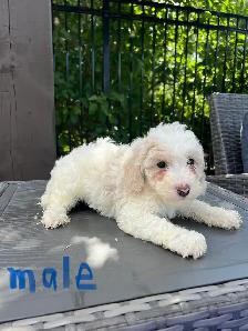 Minature Maltipoo Puppies - Photo 6