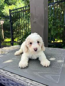 Minature Maltipoo Puppies - Photo 7