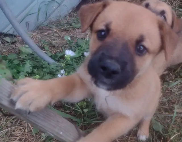 8 week old Lab/Shepherd/Rottweiler puppies
