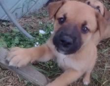 8 week old Lab/Shepherd/Rottweiler puppies