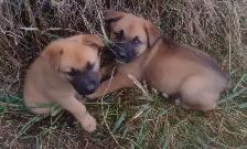 8 week old Lab/Shepherd/Rottweiler puppies - Photo 3