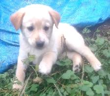 8 week old Lab/Shepherd/Rottweiler puppies - Photo 4