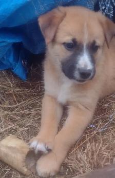 8 week old Lab/Shepherd/Rottweiler puppies - Photo 5