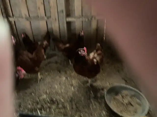 Hens for sale