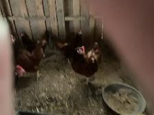 Hens for sale