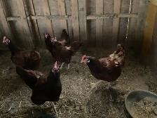 Hens for sale - Photo 2