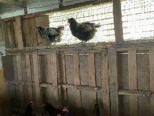 Hens for sale - Photo 3