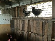 Hens for sale - Photo 4