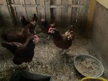 Hens for sale - Photo 5