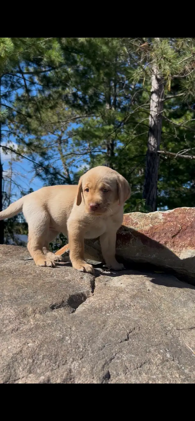 Island Raised Labrador Retriever Puppies !!