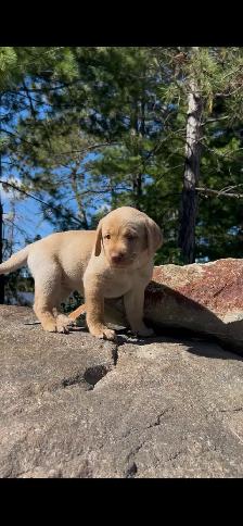 Island Raised Labrador Retriever Puppies !!