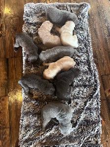Island Raised Labrador Retriever Puppies !! - Photo 2