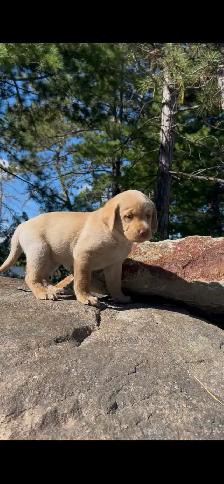 Island Raised Labrador Retriever Puppies !! - Photo 3