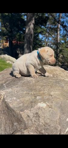 Island Raised Labrador Retriever Puppies !! - Photo 4