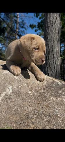 Island Raised Labrador Retriever Puppies !! - Photo 5