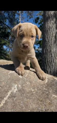 Island Raised Labrador Retriever Puppies !! - Photo 6