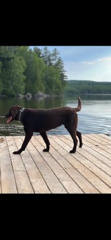 Island Raised Labrador Retriever Puppies !! - Photo 8