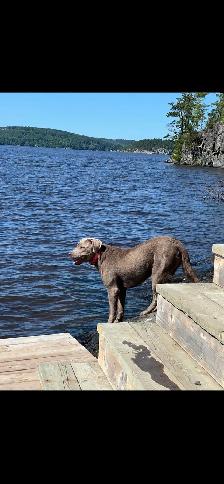 Island Raised Labrador Retriever Puppies !! - Photo 9