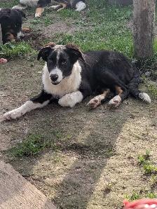 Collie Pup