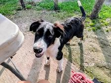 Collie Pup - Photo 2