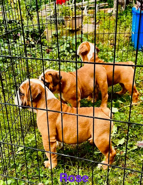 English Bulldog puppy - registered with CKC