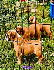 English Bulldog puppy - registered with CKC