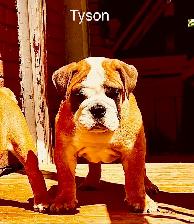 English Bulldog puppy - registered with CKC - Photo 2