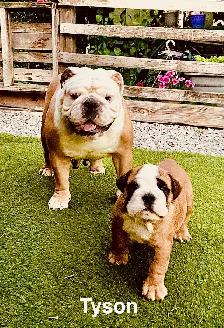English Bulldog puppy - registered with CKC - Photo 3