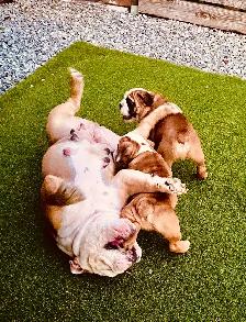 English Bulldog puppy - registered with CKC - Photo 4