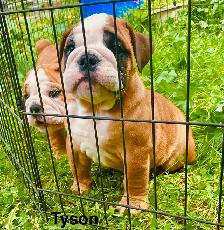 English Bulldog puppy - registered with CKC - Photo 5
