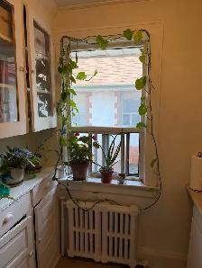 Large sunny Junior 1 bedroom  for rent (Yonge Eglinton) - Photo 3