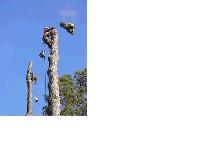 Lawn Maintenance/Landscape Labourer - Photo 7
