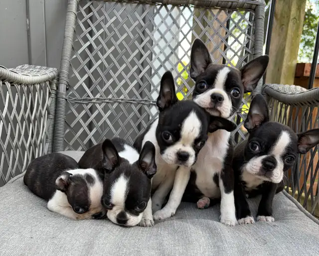 Boston Terrier Puppies