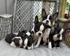 Boston Terrier Puppies