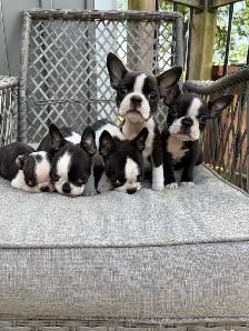 Boston Terrier Puppies - Photo 2