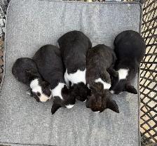Boston Terrier Puppies - Photo 3
