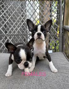 Boston Terrier Puppies - Photo 4